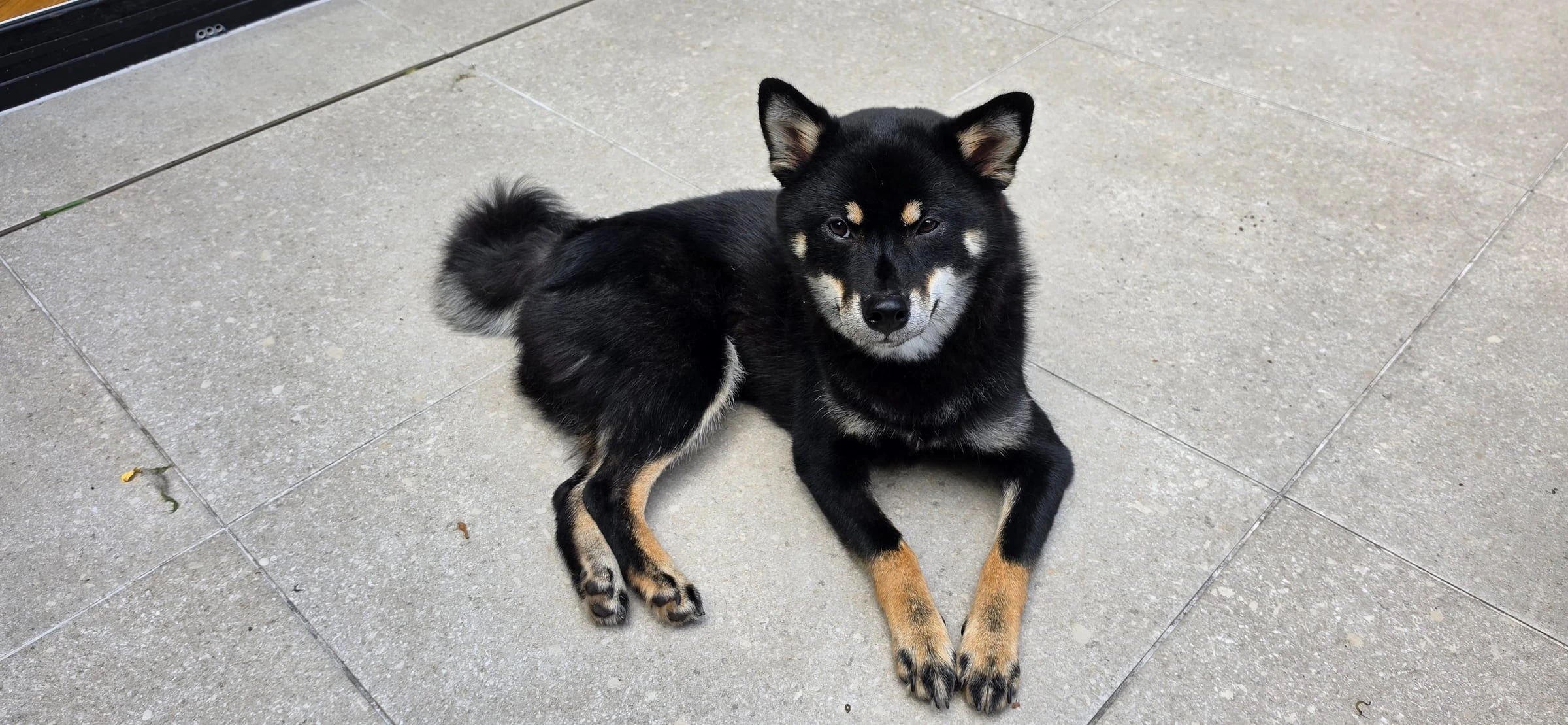 Tae, a black-and-tan Shiba Inu, lying on a tiled floor and looking up at the camera